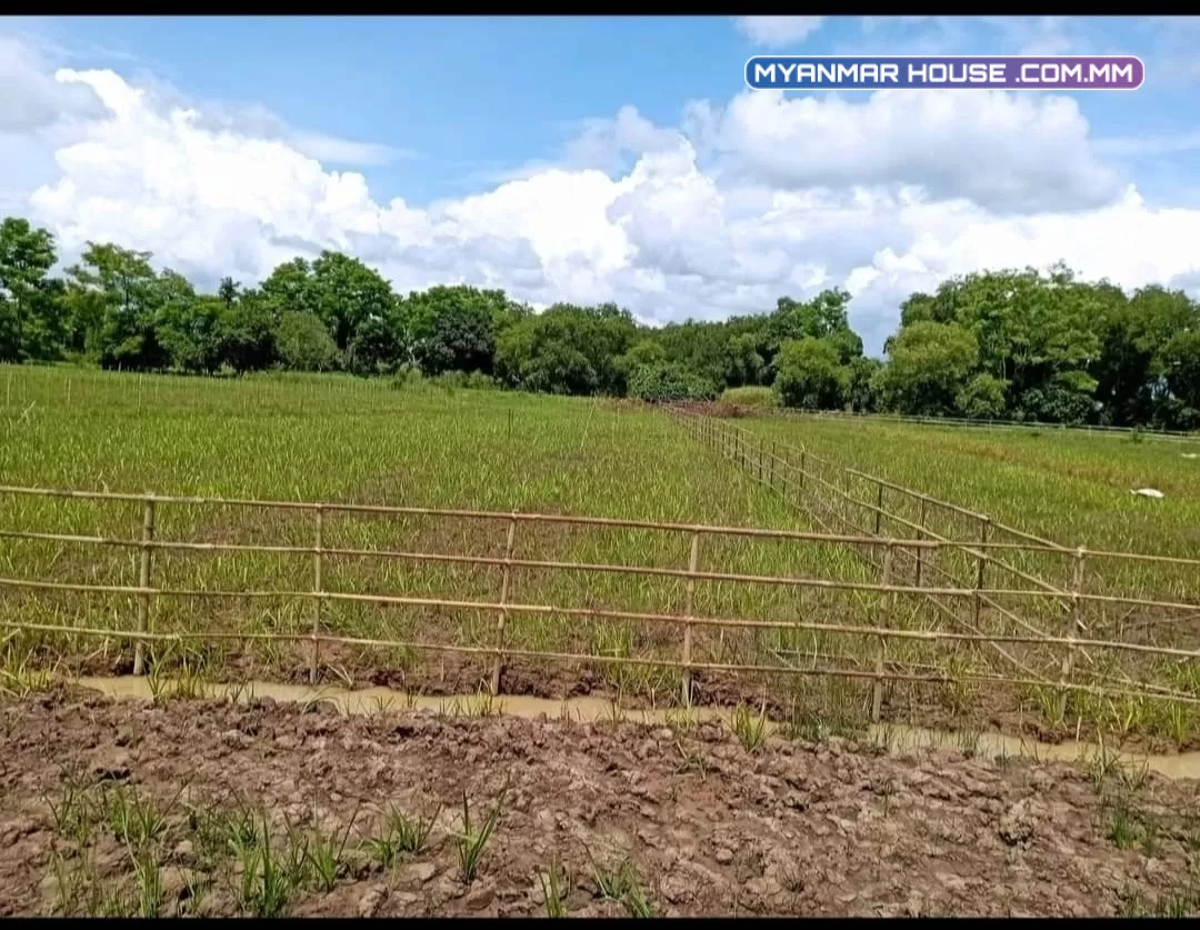 မှော်ဘီမြို့နယ်၊ နည်းပညာတက္ကသိုလ်(GTC)အနီး တိုးဂိတ်အကျော် မြို့ချောင်းလမ်းဆုံကနေ (၂) မိနစ် (၃) မိနစ်ပဲဝင်ရပါတယ်၊ ခြံကွက်များရောင်းရန်ရှိပါသည်။