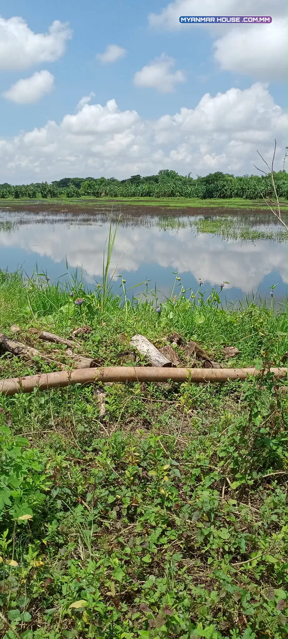 မှော်ဘီ စျေးအကျော် ထန်းတပင်လမ်းခွဲမှ ၈မိုင်ဝင်ရသည်၊ ငါးအပါ ကန် ၆ဧက