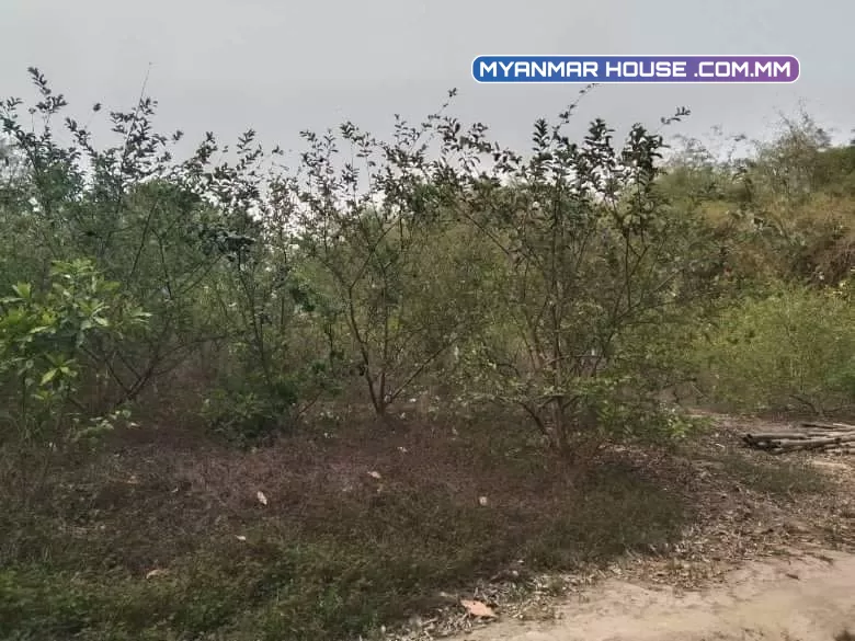ရန်ကုန် ထန်းတစ်ပင် မာလကာ၊ ကျွဲကော၊ သရက် 🌳 စိုက်ပျိုးထားတဲ့ ဥယျာဥ်ခြံမြေ
