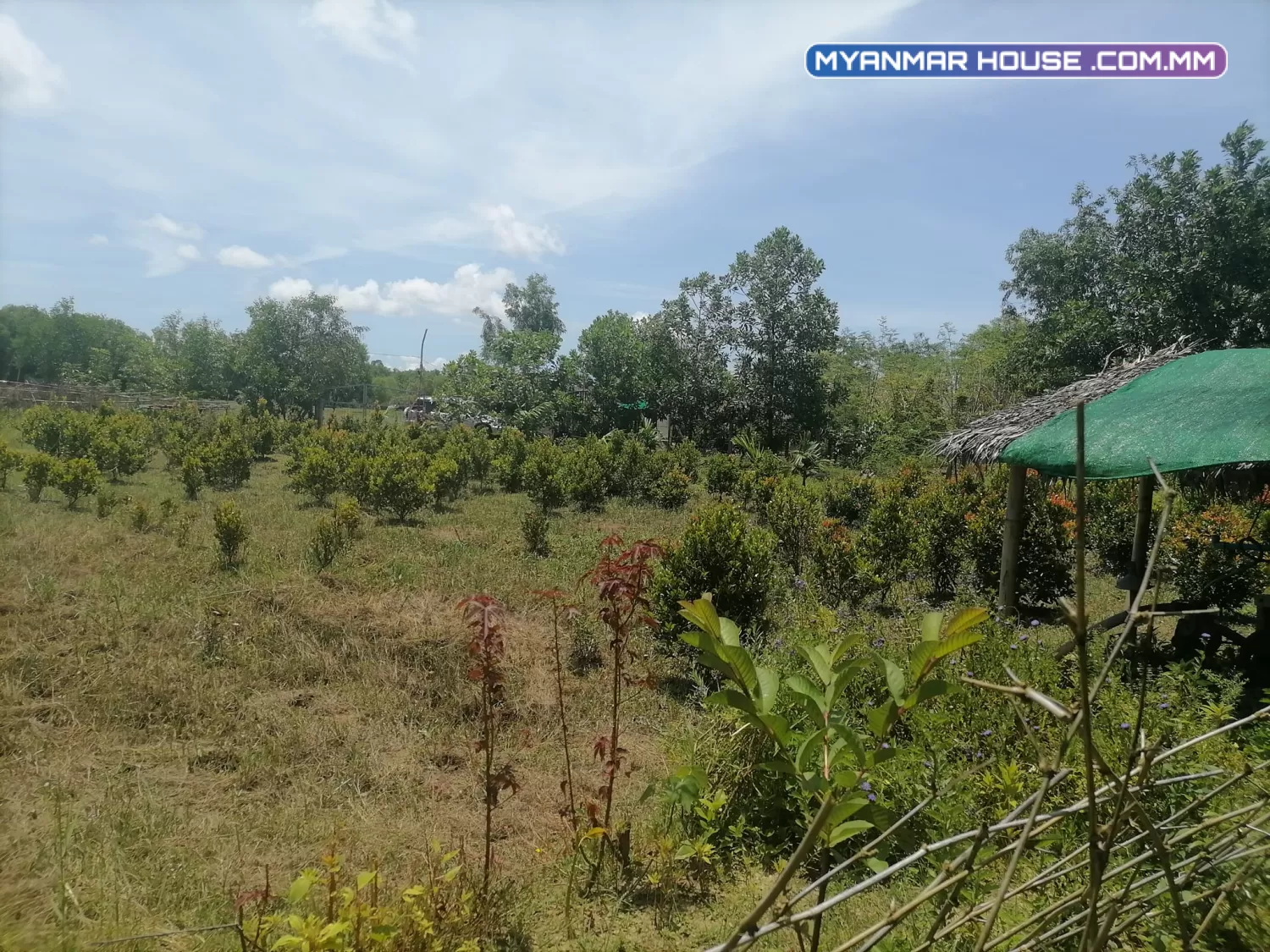 တိုက်ကြီးအဝင် ရွှေမြယာ ပြည်လမ်းမအနီး ၃ဧကနီးပါ ၇၀၀ သိန်း