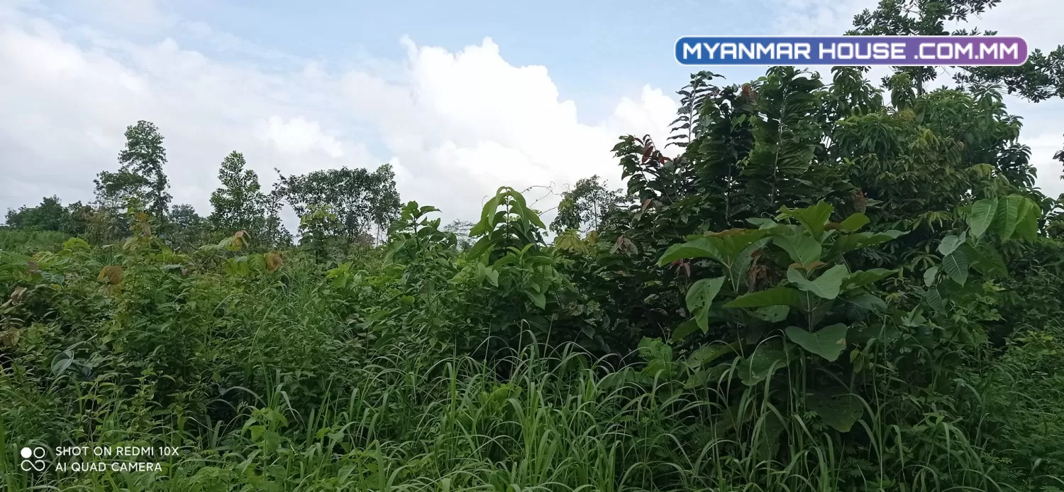 ခြံရောင်းပါမည် ဥယျဥ်ခြံမြေ စာရွက်စာတမ်းပိုင်ရှင်အမည်ပေါက် တိုက်ကြီးမြို့နယ် မေတ္တာအေးကျေးရွာ