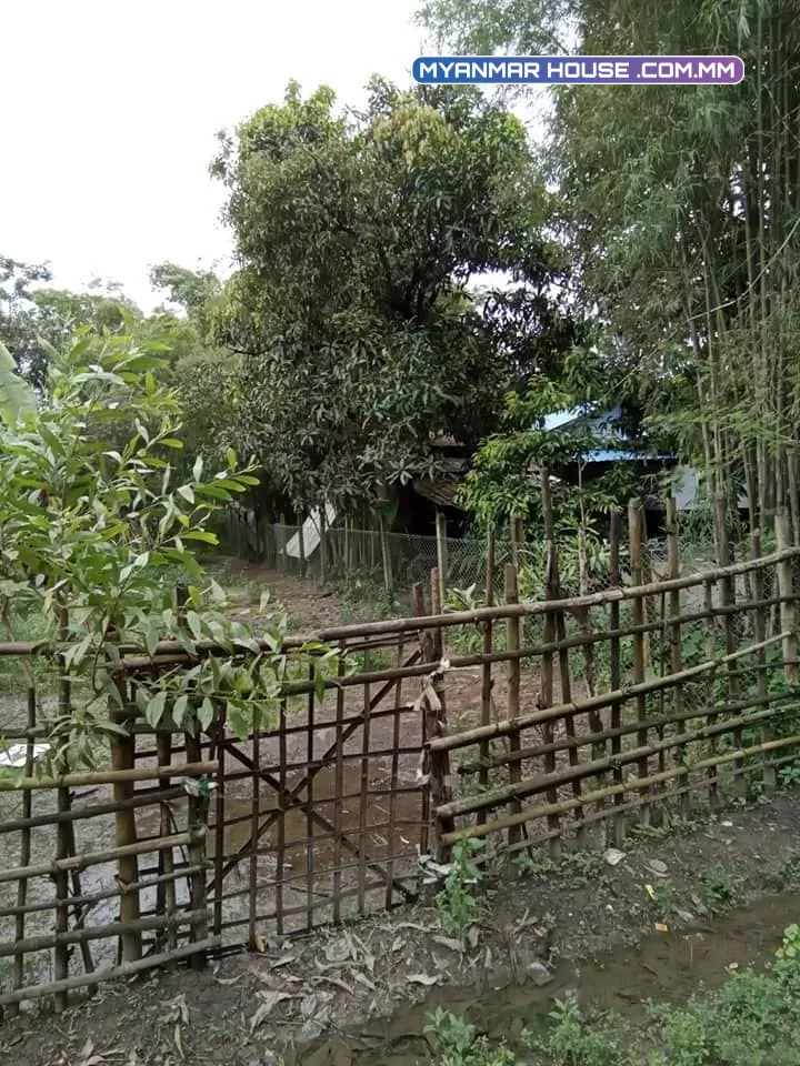 မှော်ဘီမြို့နယ် မြောင်းတကာ ကွက်သစ် ၅လမ်း ခြံမြေ ၂၅×၁၀၀ ပေ