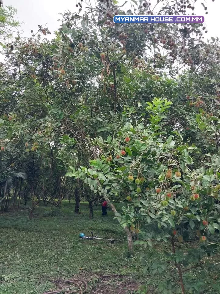 ရန်ကုန်တိုင်းဒေသကြီး၊ မှော်ဘီမြို့နယ်၊ ပန်းတပွင့်တောင်အနီး 🛐 ဥယျာဥ် ခြံမြေ ၇ ဧက