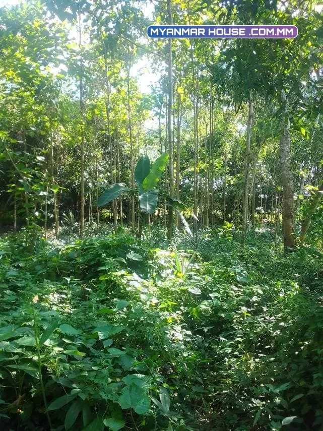 ရန်ကုန်တိုင်းဒေသကြီး🌳 ထန်းတပင်မြို့နယ်၊ ထန်းတပင် မြို့ချောင်း လမ်းမမေးတင်🌳 ဥယျာဥ်ခြံမြေ