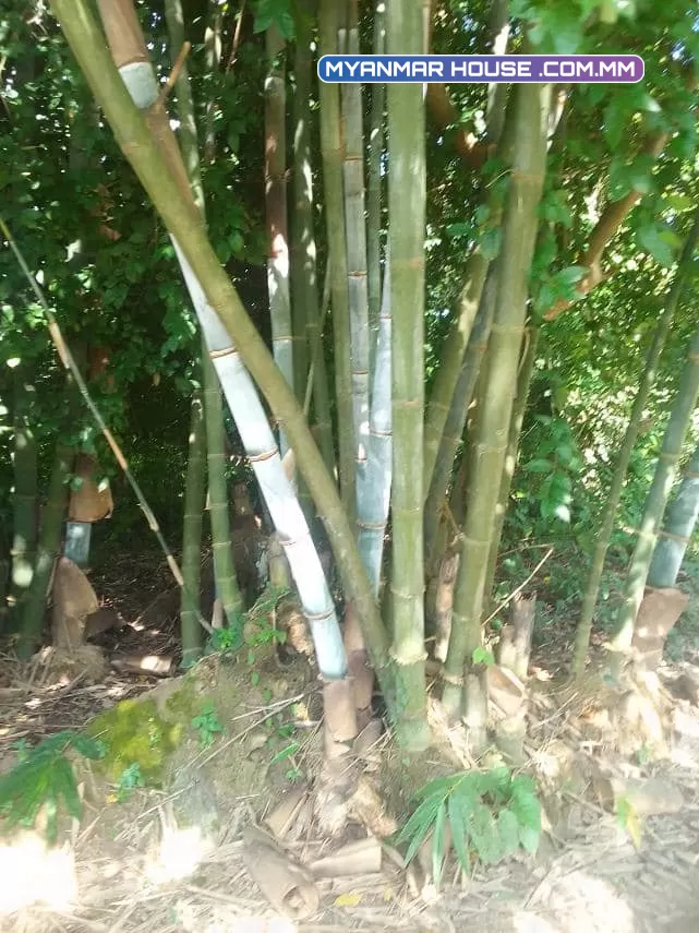 ရန်ကုန်တိုင်းဒေသကြီး🌳 ထန်းတပင်မြို့နယ်၊ ထန်းတပင် မြို့ချောင်း လမ်းမမေးတင်🌳 ဥယျာဥ်ခြံမြေ