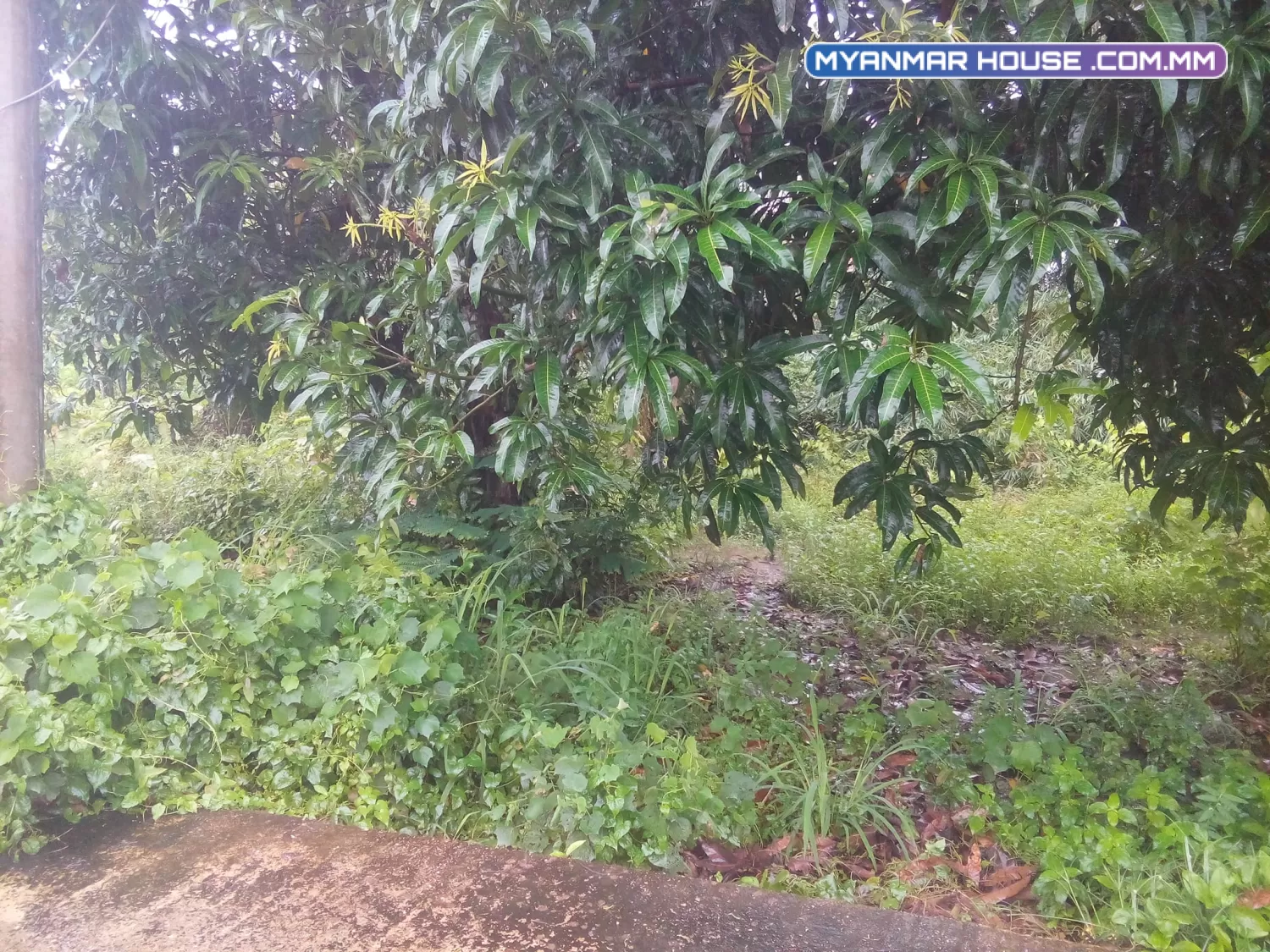 ဂရမ်ခြံ ရောင်းမည်၊ အနောက်ပိုင်အကျော် ထန်းတပင်မြို့အနီး ကျောင်ကုန်မှတ်တိုင်
