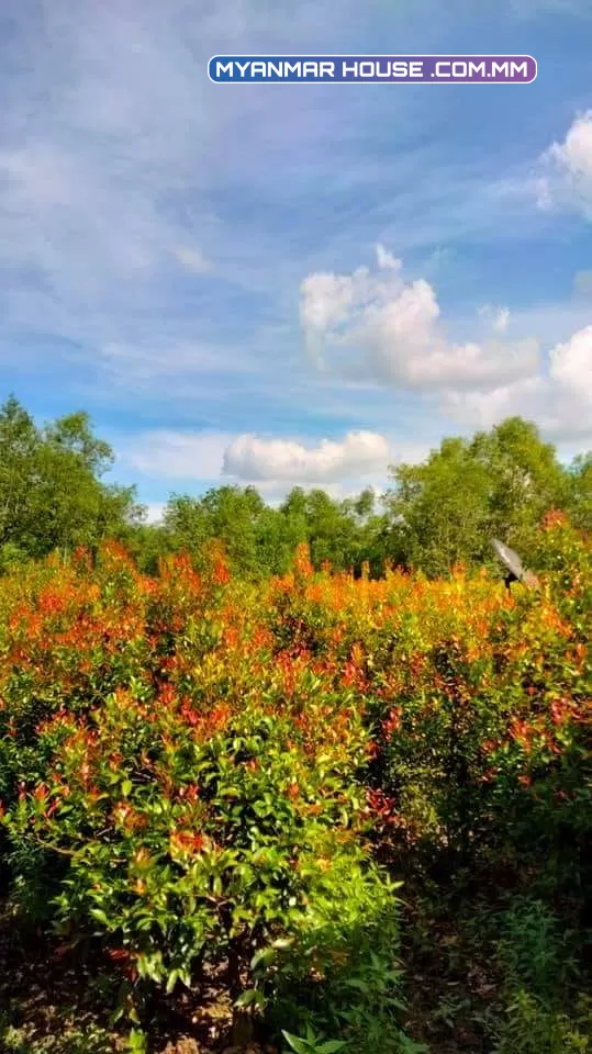 ရန်ကုန်တိုင်းဒေသကြီး 💯 မှော်ဘီမြို့ အထွက်  💯 တိုက်ကြီးမြို့အဝင် 💯 ပြည်လမ်းမ မေးတင်