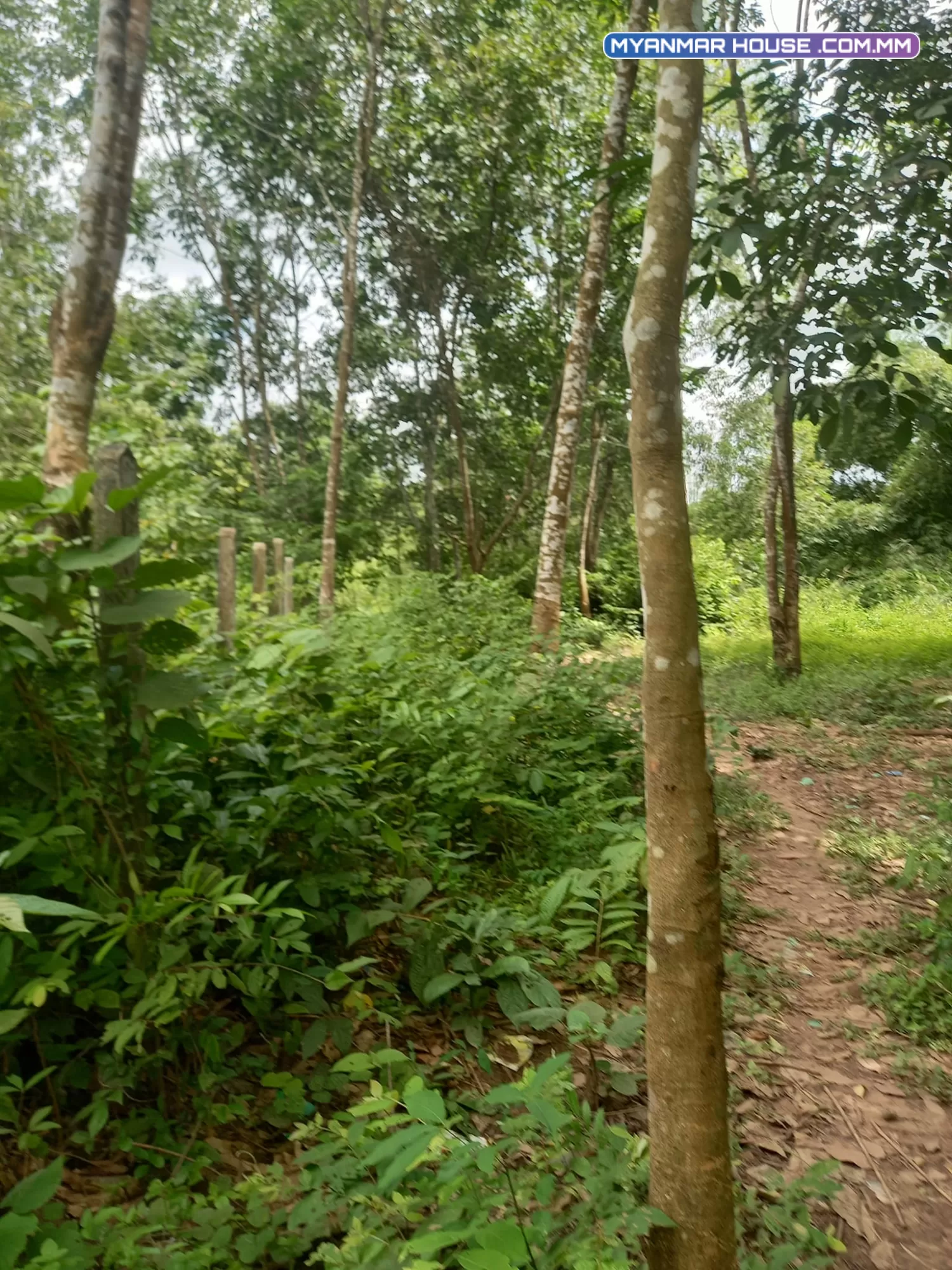 🏡🌳တိုက်ကြီး​ ဖောင်ကြီးလမ်း ကတ္တာရာလမ်း ပိန္နဲကုန်းရွာအတွင်း ၄ဖာလုံကားလမ်း​ပေါက် ဓမဦးခြ​ မြေလွတ်​မေမြရိုင်း