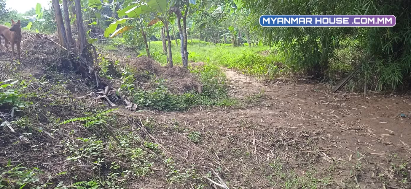 တိုက်ကြီးမြို့ မလေးရှားဝိုင်အုပ်စု အုန္နဲပင်ကျေးရွာ တိုက်ကြီးဖောင်ကြီးလမ်းမေးတင် ရွာမြေ