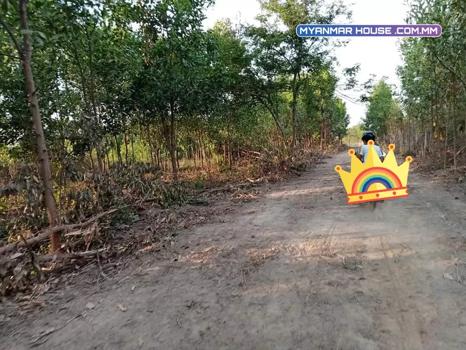 မြေကွက်လေး ၃၅ သိန်း ပါရှင် ရန်ကုန်တိုင်းဒေသကြီး တိုက်ကြီးမြို့နယ် ပျဉ်းမသျိုကျေးရွာပါ