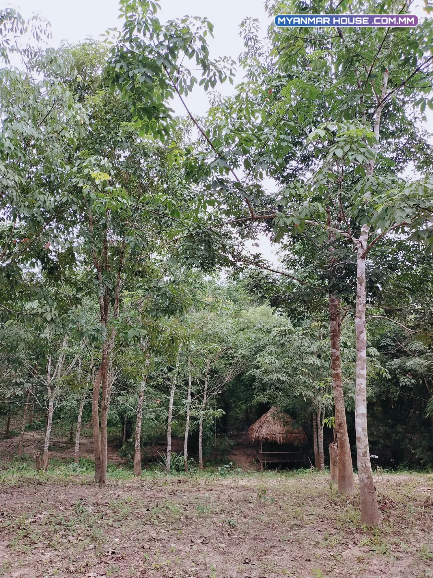 ရန်ကုန်တိုင်းအတွင်းရှိ ထူးခြားစွာတောင်ပေါ်လမ်းရှိသော ဥယျာဉ်ခြံမြေ ရောင်းရန်ရှိသည်