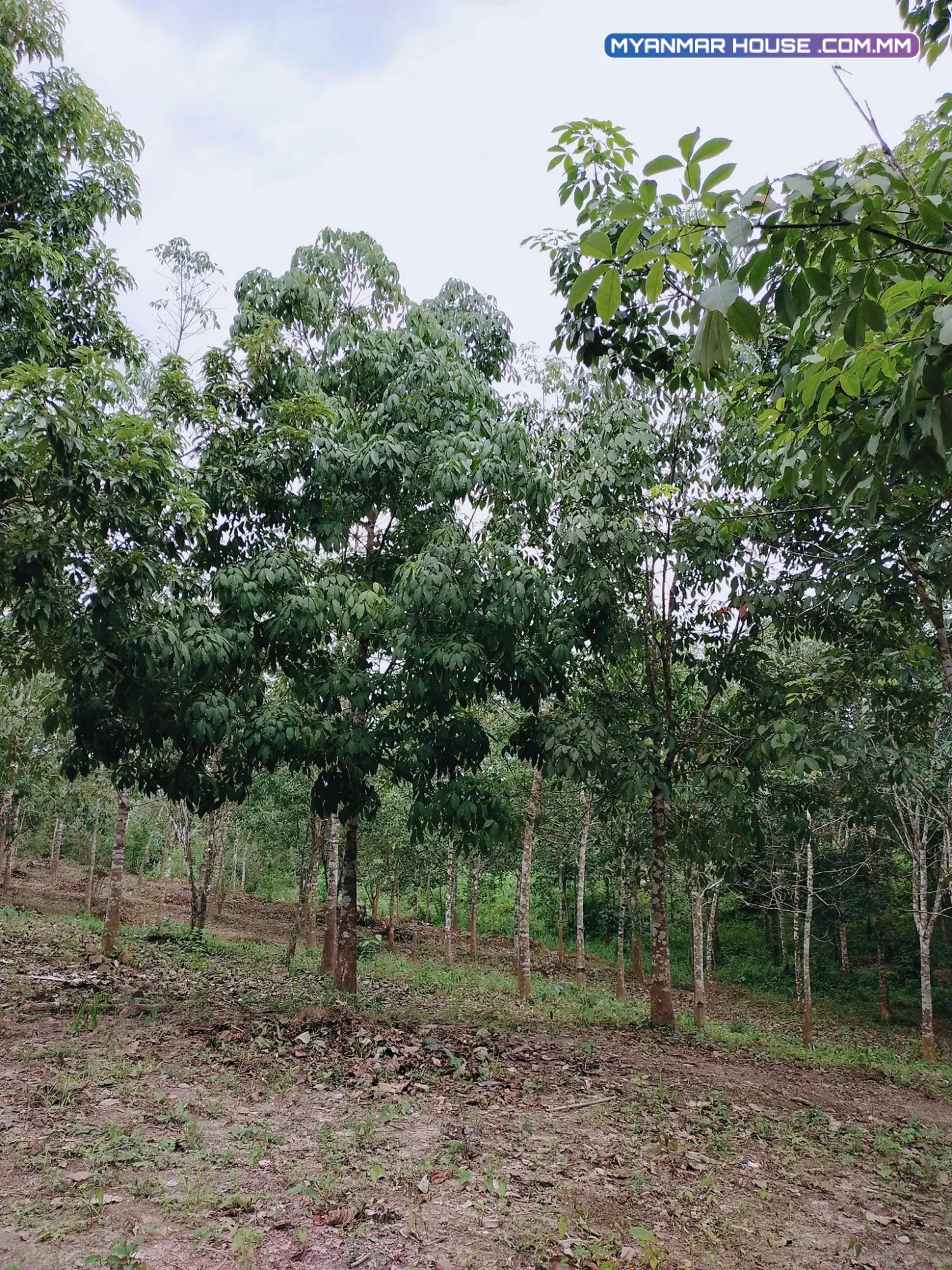 ရန်ကုန်တိုင်းအတွင်းရှိ ထူးခြားစွာတောင်ပေါ်လမ်းရှိသော ဥယျာဉ်ခြံမြေ ရောင်းရန်ရှိသည်