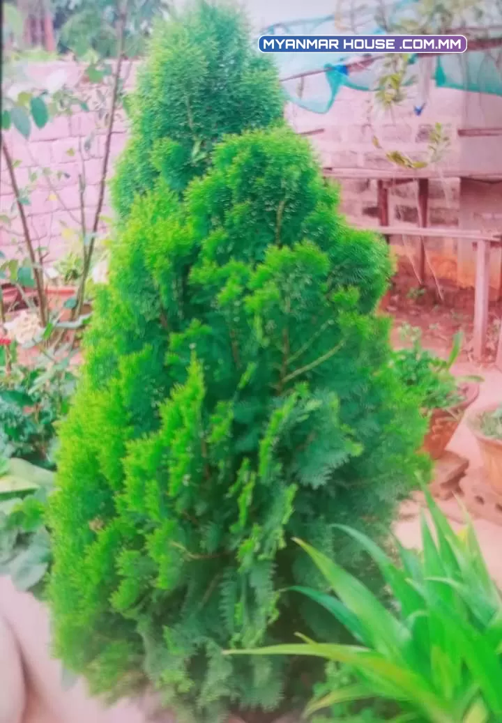 တောင်ကြီး အေးသာယာ ရပ်ကွက် ၅ နယ်မြေ၁ #ရောင်းမည် #ပိုင်ရှင် တိုက်ရိုက် #ဂရံမြေ #ဈေး သိန်း850 ပါးပါးလျှော့