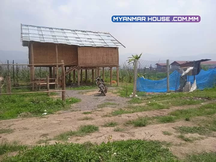 ညောင်ရွှေ မလက်ခုတ် ပေ၅၀ပတ်လည် ပိုင်ရှင်ကိုယ်တိုင် ဈေး ၆၅ သိန်း 09767308029