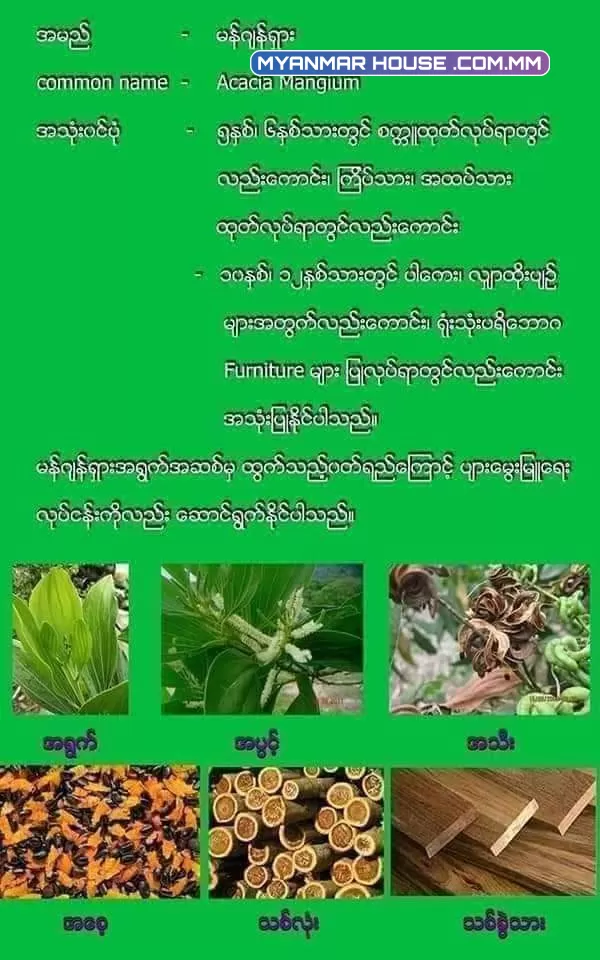 မန်ဂျန်ရှား သစ်ပင် ဆိုတာဘာလဲ 