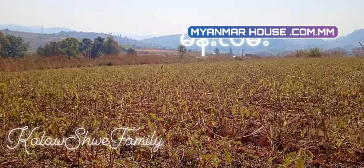 အခုအကျိုးဆောင်ပေးမှာကတော့ကလောမြို့မြင်းမထိမိန်းလမ်းဘေးအရှုပ်ရှင်းကင်းပါတယ်ရှင့်... 🌲စာရွှတ်စာတန်း=ပုံစံ7 🌲ဧရိယာ.ဧက=4.09 🌲ဈေး💵=သိန်း2200ညှိနှိုင်းပါရှင့်