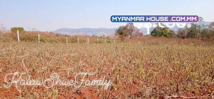 အခုအကျိုးဆောင်ပေးမှာကတော့ကလောမြို့မြင်းမထိမိန်းလမ်းဘေးအရှုပ်ရှင်းကင်းပါတယ်ရှင့်... 🌲စာရွှတ်စာတန်း=ပုံစံ7 🌲ဧရိယာ.ဧက=4.09 🌲ဈေး💵=သိန်း2200ညှိနှိုင်းပါရှင့်