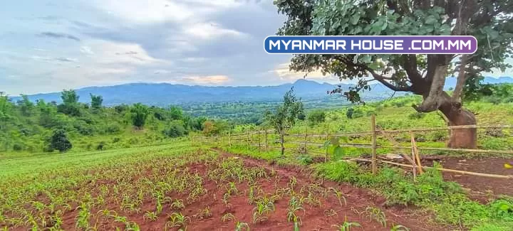 ရှမ္းျပည္နယ္ေတာင္ပိုင္း ေတာင္ႀကီးၿမိဳ့ ၁၂မိုင္ေဝး🚖🚖🚖 ေနာင္ကားေနာင္ေယွးအ ‌ေက်ာ္  ၃ဧကရွိ ေစ်းႏူန္း💷💷သိန္း ၁၈၀ ပါရွင့္