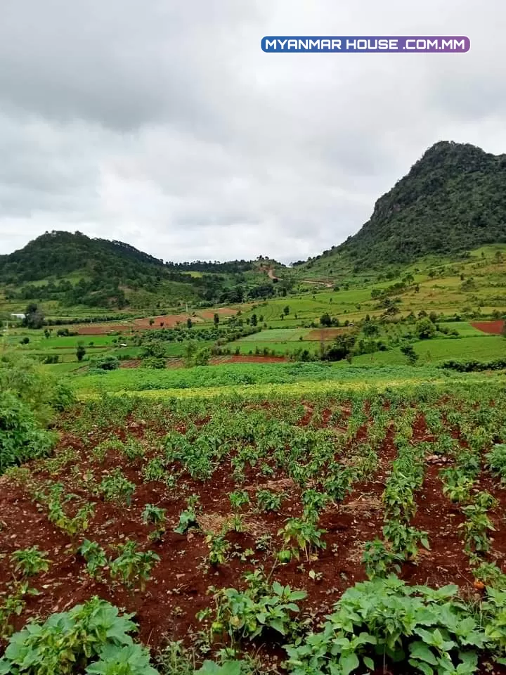 က လောၿမိဳ့ျမင္းမထိရြာတြင္ (၁ဧက )ရွိေသာေျမကြက္ ေရာင္းရန္ရွိပါသည္ ကားလမ္းေပါက္ပီး view လဲရှယ္လှတဲ့ေနရာေလးပါ  ေစ်းႏူန္း👉👉👉၄၀၀ညႇိနိုင္း(ပိုင္ရွင္တိုက္ရိုက္)  ☎☎☎09253351290