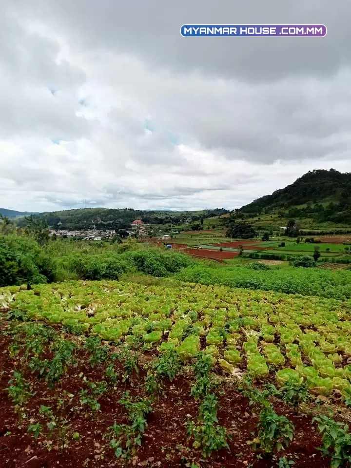 က လောၿမိဳ့ျမင္းမထိရြာတြင္ (၁ဧက )ရွိေသာေျမကြက္ ေရာင္းရန္ရွိပါသည္ ကားလမ္းေပါက္ပီး view လဲရှယ္လှတဲ့ေနရာေလးပါ  ေစ်းႏူန္း👉👉👉၄၀၀ညႇိနိုင္း(ပိုင္ရွင္တိုက္ရိုက္)  ☎☎☎09253351290