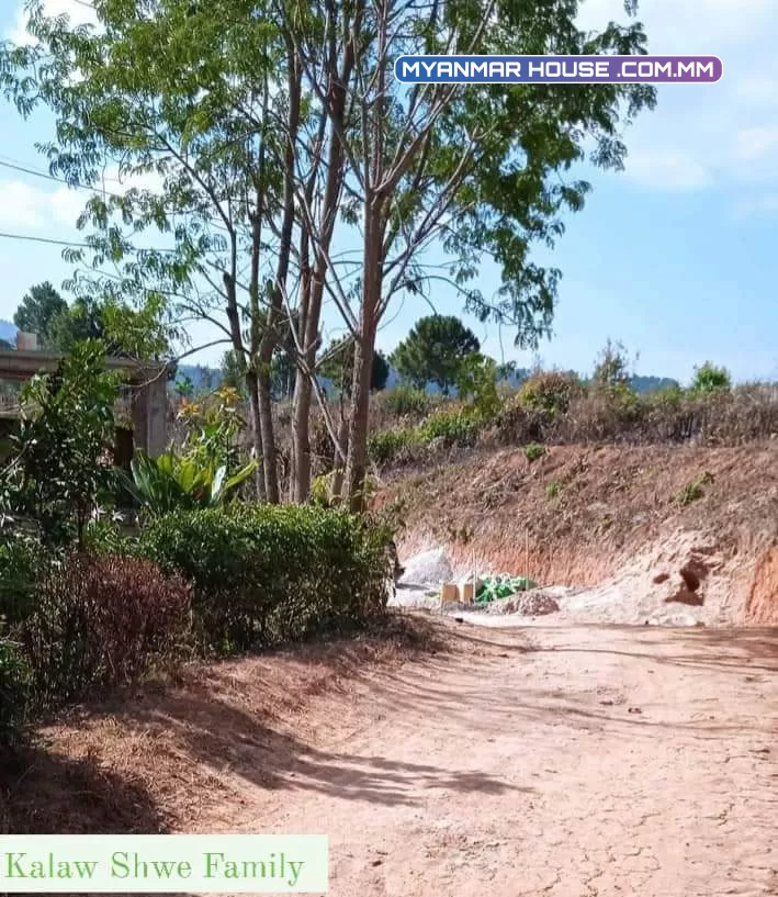 ကလော ၇ရက်ကွက် မိန်းလမ်းဘေးတင်🌿 ပုံစံ ၁၀၅ပါ မျက်နှာစာ65* အနောက် 65 တောင် 78   *    မြောက် 95  ဈေး-800 (ညှိနှိုင်း)