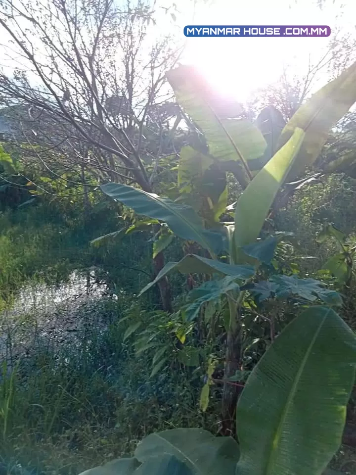 မြေကွက် 12 ဧက အတွဲလိုက်ရောင်းရန်ရှိသည်။ အောင်ပန်းမြို့ ကနေတောင်ကြီးဘက်အတွက်လမ်း မိန်းလမ်းကနေဆိုင်ကယ်နဲ့ 5 မိနစ်စီးရင်ရောက်တယ် သီးနှံစက်ရုံဘေးအကွက် တစ်ဧက💸သိန်း400 ညှိနိုင်းပေးမယ် ပုံစံ 7 ပါ သစ်တော်ပင်၊ ကော်ဖီ ပင်lတညှင်းပင်lထောပတ်ပင် ငှက်ပျောပင် ပါတယ်🏝