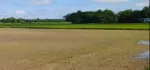 ထန်းတပင်အပိုင် မြို့ချောင်းအနီး လယ်မြေ ဥယဥ်ခြံမြေ