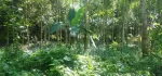 ရန်ကုန်တိုင်းဒေသကြီး🌳 ထန်းတပင်မြို့နယ်၊ ထန်းတပင် မြို့ချောင်း လမ်းမမေးတင်🌳 ဥယျာဥ်ခြံမြေ