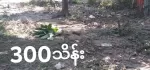 အရစ်ကျရတဲ့ မြေကွက်လေးနဲ့မိတ်ဆက်ပေးပါမယ် မှော်ဘီမြို့နယ် ကုလားကုန်းစံပြကျေးရွာ