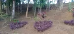 တိုက်ကြီးမြို့ မလေးရှားဝိုင်အုပ်စု အုန္နဲပင်ကျေးရွာ တိုက်ကြီးဖောင်ကြီးလမ်းမေးတင် ရွာမြေ
