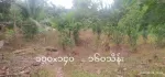 တိုက်ကြီး‌‌ ဖောင်ကြီးလမ်းဘေး မေတ္တာအေးကျေးရွာ ရွာလမ်းမကြီးဘေး