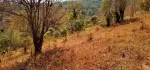 ခြံရောင်းမည်ပင်းတယမြို့ရွှေဥမင်ဘုရားအနီးတစ်ဝိုက်တွင်ကြည့်ရမည်ဗျုးပွင့်အရမ်းကောင်းပြီးလမ်းမဘေးတွင်ဖြစ်ပါတယ်နော်ပိုင်ရှင်တိုက်ရိုက်ရောင်းမည်ဈေးသိန်း450မြေအကျယ်8ဧကကျယ်သည်