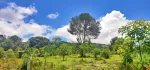 🌲🌲🌲နောင်ကားဈေးနဲ့နီးတဲ့ နောင်ကားဆည်အပေါ်ဘက်နားမှာ  🥑🥑🥑ထောပတ်ခြံဈေးတန်လေး ရောင်းဖို့ရှိပါတယ် 🚗🚗🚗တောင်ကြီးနဲ့ဆို 25မိနစ်သွားရပါမယ်၊ပေ အနံ80+60/// အလျား245+245  ဈေးနှုန်း💰💰💰သိန်း70ပါ