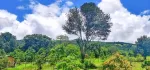 🌲🌲🌲နောင်ကားဈေးနဲ့နီးတဲ့ နောင်ကားဆည်အပေါ်ဘက်နားမှာ  🥑🥑🥑ထောပတ်ခြံဈေးတန်လေး ရောင်းဖို့ရှိပါတယ် 🚗🚗🚗တောင်ကြီးနဲ့ဆို 25မိနစ်သွားရပါမယ်၊ပေ အနံ80+60/// အလျား245+245  ဈေးနှုန်း💰💰💰သိန်း70ပါ