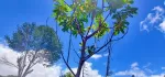 🌲🌲🌲နောင်ကားဈေးနဲ့နီးတဲ့ နောင်ကားဆည်အပေါ်ဘက်နားမှာ  🥑🥑🥑ထောပတ်ခြံဈေးတန်လေး ရောင်းဖို့ရှိပါတယ် 🚗🚗🚗တောင်ကြီးနဲ့ဆို 25မိနစ်သွားရပါမယ်၊ပေ အနံ80+60/// အလျား245+245  ဈေးနှုန်း💰💰💰သိန်း70ပါ