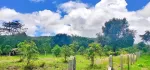 🌲🌲🌲နောင်ကားဈေးနဲ့နီးတဲ့ နောင်ကားဆည်အပေါ်ဘက်နားမှာ  🥑🥑🥑ထောပတ်ခြံဈေးတန်လေး ရောင်းဖို့ရှိပါတယ် 🚗🚗🚗တောင်ကြီးနဲ့ဆို 25မိနစ်သွားရပါမယ်၊ပေ အနံ80+60/// အလျား245+245  ဈေးနှုန်း💰💰💰သိန်း70ပါ