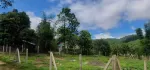 ဒါကတော့ မြင်းကမှ ရွာမြေ စစ်စစ်ပါ။  း Kalaw Villa ရှိတဲ့ ဒီမြင်းကမှာ ရွာမြေစစ်စစ်တွေ ကုန်သလောက် ကို ဖြစ်နေချိန် ဆိုတော့ ဒီလို အကျယ်အဝန်းနဲ့ မြေကို လက်မလွှတ်သင့်တာအမှန်ပါဘဲ။ဈေး -700 ခေါ်ထားပါတယ်