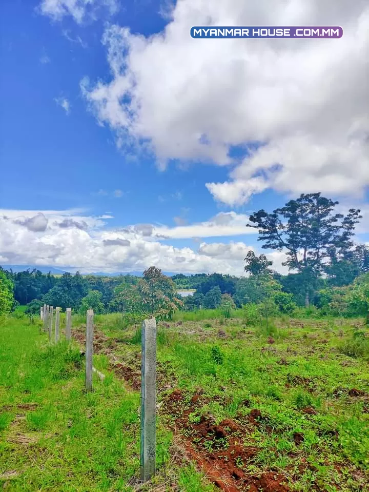 🌲🌲🌲နောင်ကားဈေးနဲ့နီးတဲ့ နောင်ကားဆည်အပေါ်ဘက်နားမှာ  🥑🥑🥑ထောပတ်ခြံဈေးတန်လေး ရောင်းဖို့ရှိပါတယ် 🚗🚗🚗တောင်ကြီးနဲ့ဆို 25မိနစ်သွားရပါမယ်၊ပေ အနံ80+60/// အလျား245+245  ဈေးနှုန်း💰💰💰သိန်း70ပါ