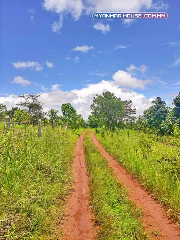 🌲🌲🌲နောင်ကားဈေးနဲ့နီးတဲ့ နောင်ကားဆည်အပေါ်ဘက်နားမှာ  🥑🥑🥑ထောပတ်ခြံဈေးတန်လေး ရောင်းဖို့ရှိပါတယ် 🚗🚗🚗တောင်ကြီးနဲ့ဆို 25မိနစ်သွားရပါမယ်၊ပေ အနံ80+60/// အလျား245+245  ဈေးနှုန်း💰💰💰သိန်း70ပါ