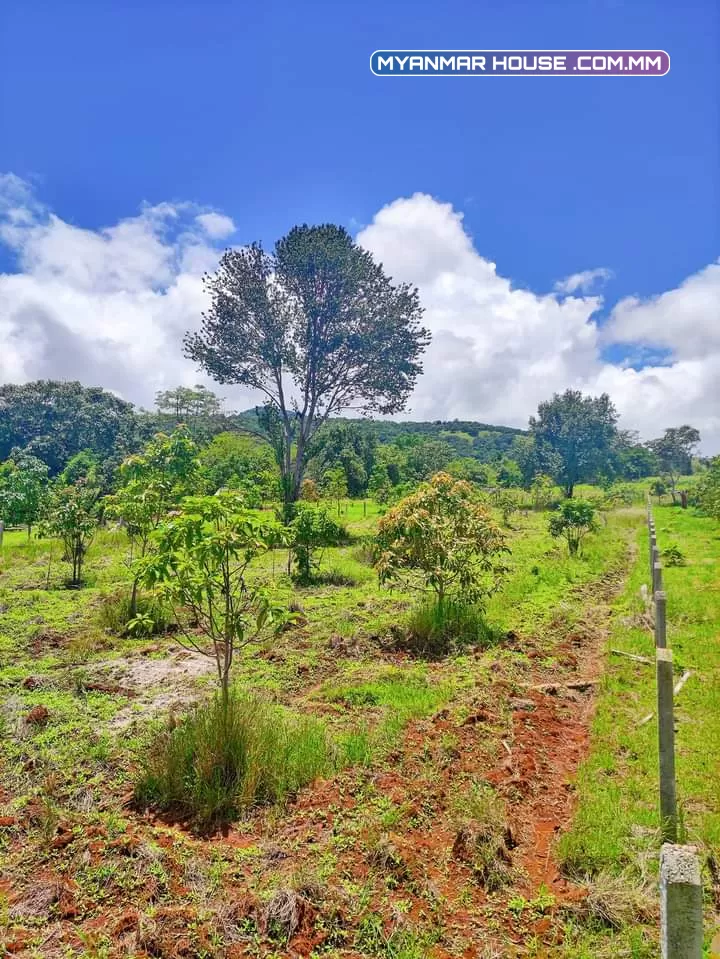 🌲🌲🌲နောင်ကားဈေးနဲ့နီးတဲ့ နောင်ကားဆည်အပေါ်ဘက်နားမှာ  🥑🥑🥑ထောပတ်ခြံဈေးတန်လေး ရောင်းဖို့ရှိပါတယ် 🚗🚗🚗တောင်ကြီးနဲ့ဆို 25မိနစ်သွားရပါမယ်၊ပေ အနံ80+60/// အလျား245+245  ဈေးနှုန်း💰💰💰သိန်း70ပါ