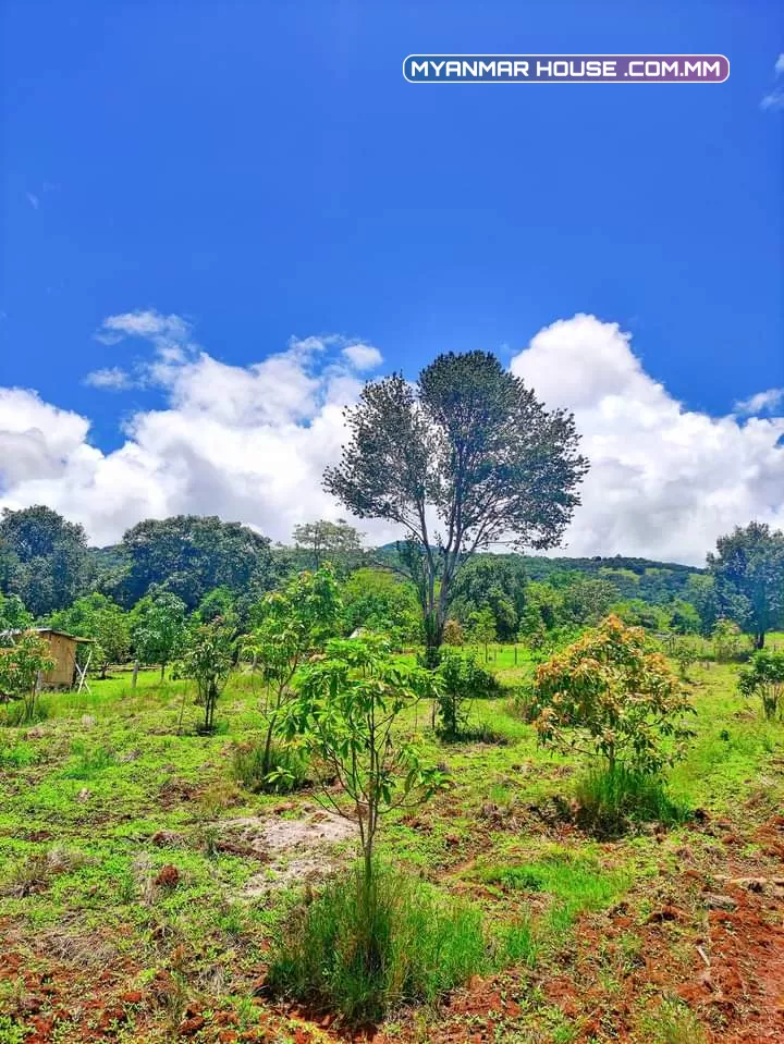 🌲🌲🌲နောင်ကားဈေးနဲ့နီးတဲ့ နောင်ကားဆည်အပေါ်ဘက်နားမှာ  🥑🥑🥑ထောပတ်ခြံဈေးတန်လေး ရောင်းဖို့ရှိပါတယ် 🚗🚗🚗တောင်ကြီးနဲ့ဆို 25မိနစ်သွားရပါမယ်၊ပေ အနံ80+60/// အလျား245+245  ဈေးနှုန်း💰💰💰သိန်း70ပါ