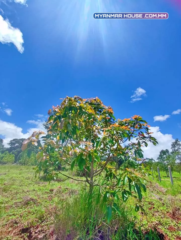 🌲🌲🌲နောင်ကားဈေးနဲ့နီးတဲ့ နောင်ကားဆည်အပေါ်ဘက်နားမှာ  🥑🥑🥑ထောပတ်ခြံဈေးတန်လေး ရောင်းဖို့ရှိပါတယ် 🚗🚗🚗တောင်ကြီးနဲ့ဆို 25မိနစ်သွားရပါမယ်၊ပေ အနံ80+60/// အလျား245+245  ဈေးနှုန်း💰💰💰သိန်း70ပါ