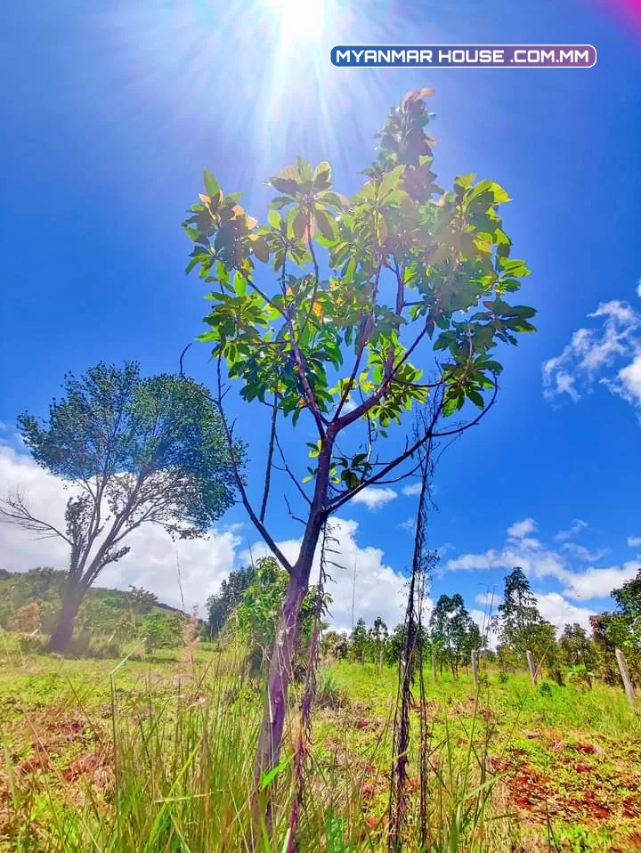 🌲🌲🌲နောင်ကားဈေးနဲ့နီးတဲ့ နောင်ကားဆည်အပေါ်ဘက်နားမှာ  🥑🥑🥑ထောပတ်ခြံဈေးတန်လေး ရောင်းဖို့ရှိပါတယ် 🚗🚗🚗တောင်ကြီးနဲ့ဆို 25မိနစ်သွားရပါမယ်၊ပေ အနံ80+60/// အလျား245+245  ဈေးနှုန်း💰💰💰သိန်း70ပါ