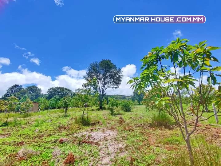 🌲🌲🌲နောင်ကားဈေးနဲ့နီးတဲ့ နောင်ကားဆည်အပေါ်ဘက်နားမှာ  🥑🥑🥑ထောပတ်ခြံဈေးတန်လေး ရောင်းဖို့ရှိပါတယ် 🚗🚗🚗တောင်ကြီးနဲ့ဆို 25မိနစ်သွားရပါမယ်၊ပေ အနံ80+60/// အလျား245+245  ဈေးနှုန်း💰💰💰သိန်း70ပါ