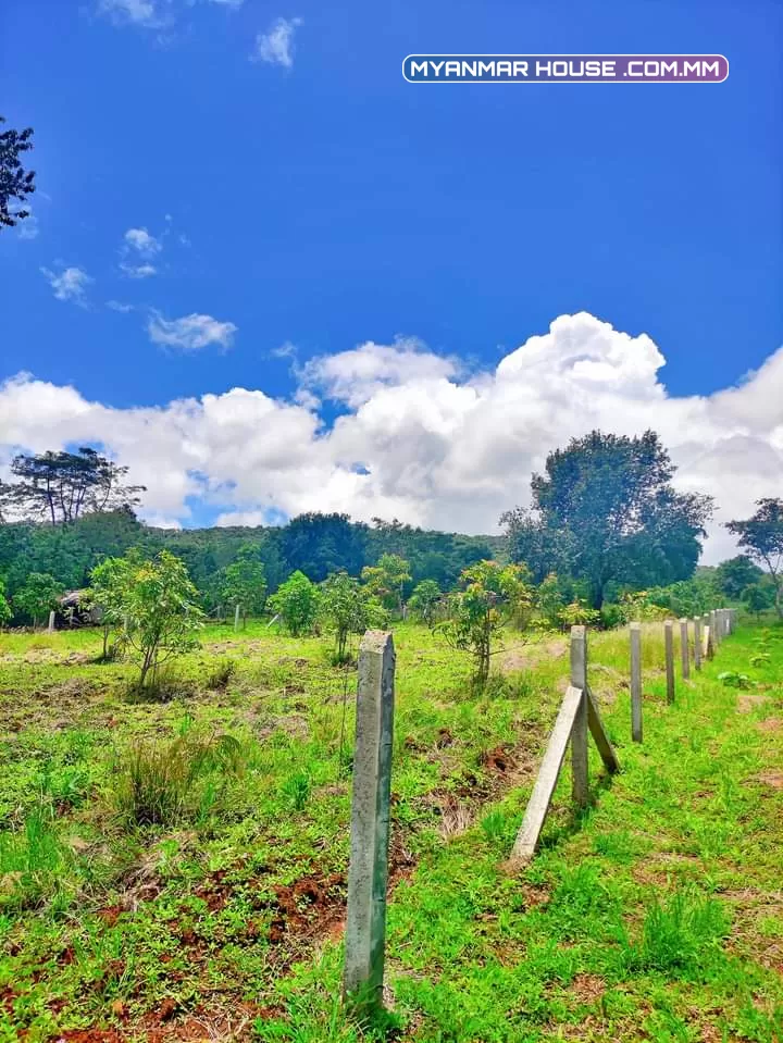 🌲🌲🌲နောင်ကားဈေးနဲ့နီးတဲ့ နောင်ကားဆည်အပေါ်ဘက်နားမှာ  🥑🥑🥑ထောပတ်ခြံဈေးတန်လေး ရောင်းဖို့ရှိပါတယ် 🚗🚗🚗တောင်ကြီးနဲ့ဆို 25မိနစ်သွားရပါမယ်၊ပေ အနံ80+60/// အလျား245+245  ဈေးနှုန်း💰💰💰သိန်း70ပါ