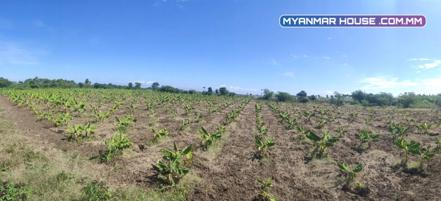 ရန်ကုန်-မန္တလေး အမြန်လမ်းဘေးမေးတင် ယာမြေ (၁၂) ဧက ရောင်းရန် ရှိသည်