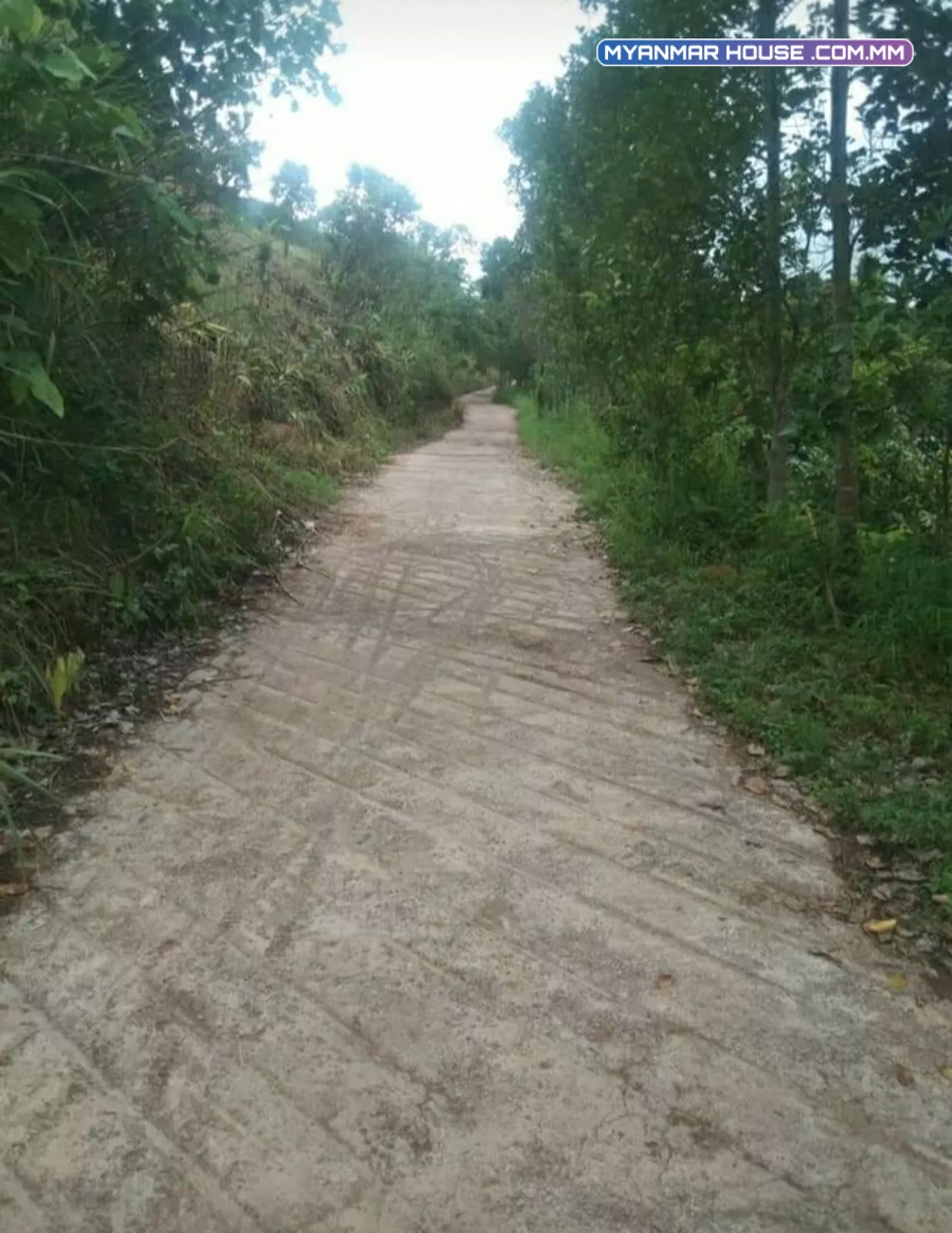 နေရာကောင်း စိုက်ပျိုးရေး မိတ်ဆွေများအတွက်  ၄ဧက နီးပါးရှိပါမည်။ ထောပတ်ပင် ၂၁၀ လက်ဖက်ပင် နဲ့ ငှက်ပျောပင် ပါတယ်နော် မြေနေရာ အနေထားအရမ်းကောင်းပါမည်။ ရေပိုက်သွယ်တန်းထားပြီဖြစ်ပါမည်။#ကလောမြို့နယ် ရေယား #ပိုင်ရှင်တိုက်ရိုက် ဈေးနှုန်း ၂၀၀